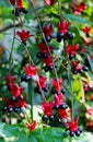 Mickey mouse plant, BirdÃ¢â¬â¢s Eye Bush, Ochna kirkii